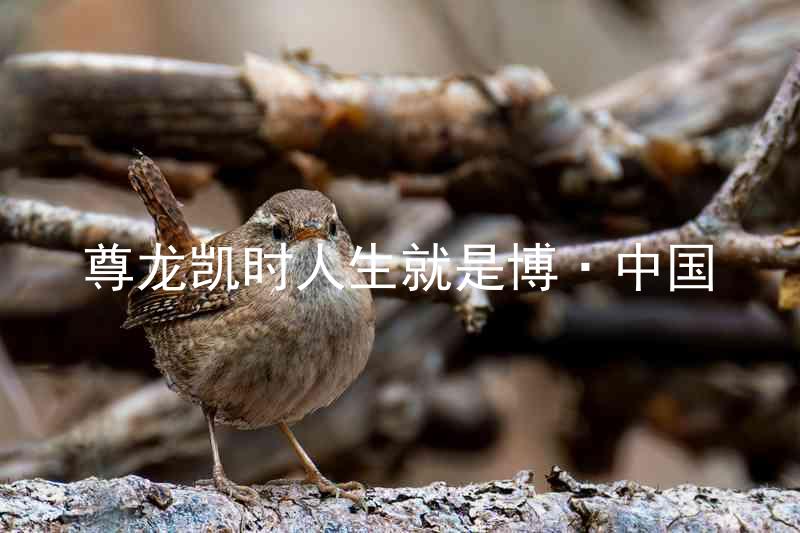 尊龙凯时人生就是博·中国